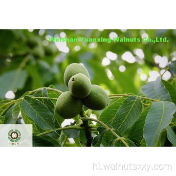 उच्च गुणवत्ता के साथ अखरोट की गुठली लाइट क्वार्टर